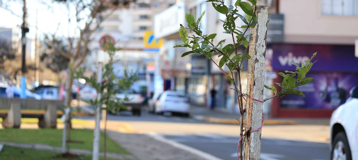 Administração Big-Gipe define meta de 10 mil árvores para ampliar a arborização urbana até 2028