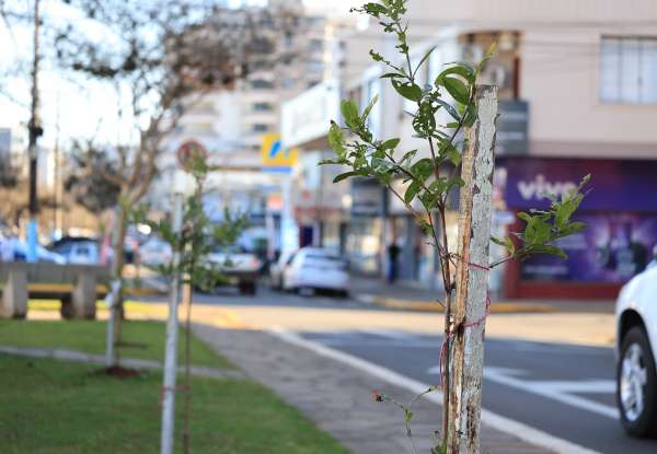 Administração Big-Gipe define meta de 10 mil árvores para ampliar a arborização urbana até 2028