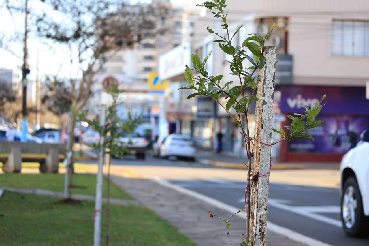 Administração Big-Gipe define meta de 10 mil árvores para ampliar a arborização urbana até 2028